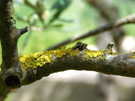 tree trunk