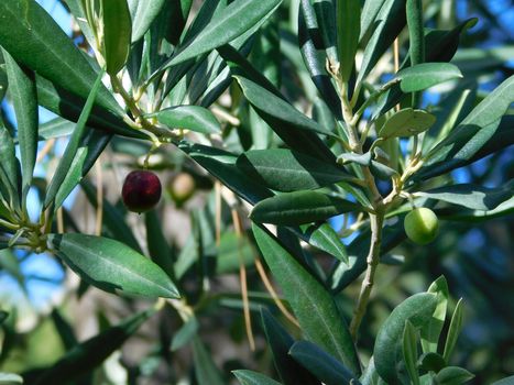 olive tree