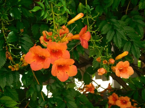 flowers