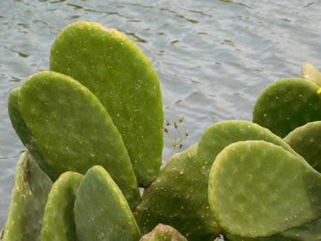 spiny plants
