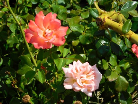 flowers