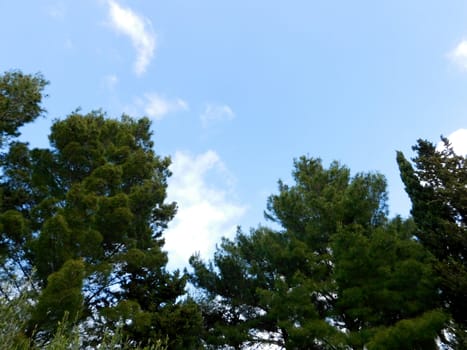 trees