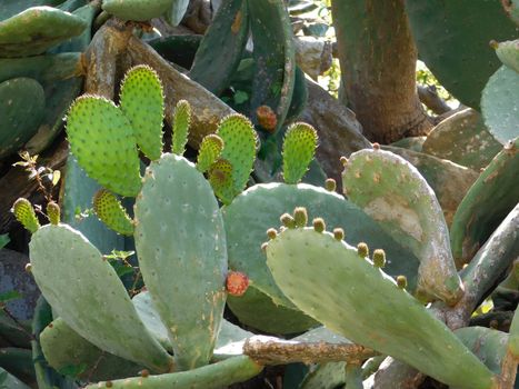 spiny plants
