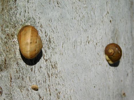 snails