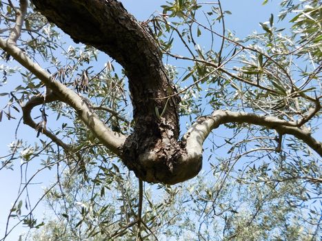olive tree