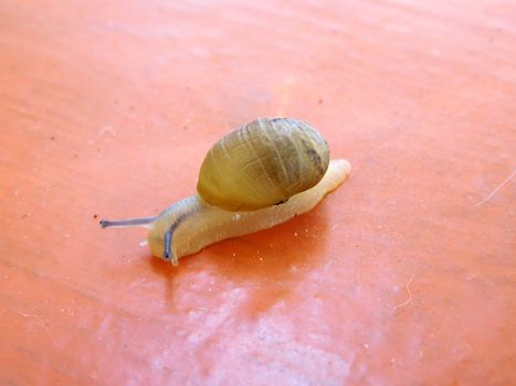 snails