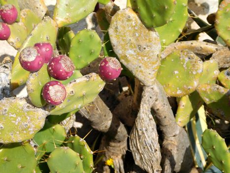 spiny plants