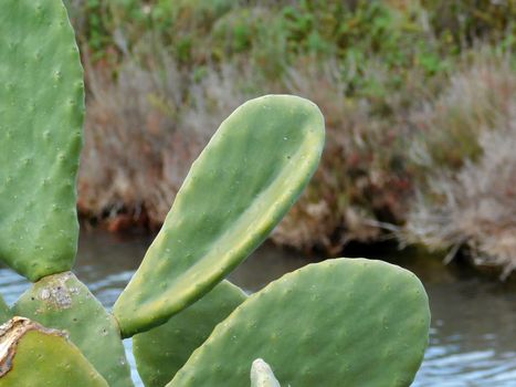 spiny plants