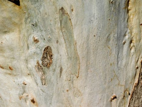 tree trunk texture