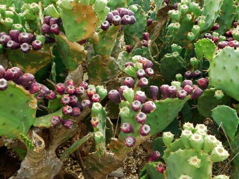 spiny plants