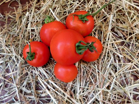 tomatoes