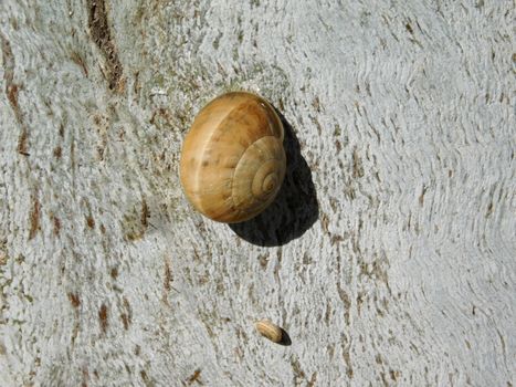 snails