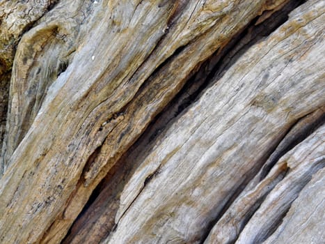 tree trunk texture
