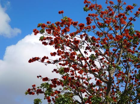 trees
