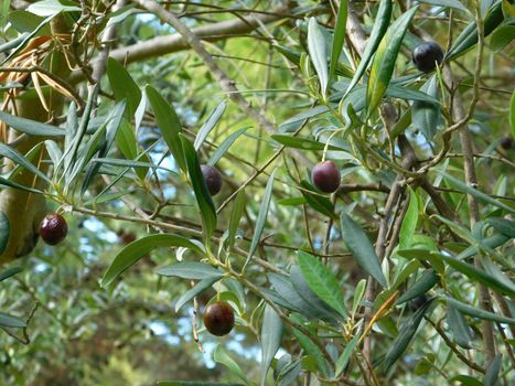 olive tree