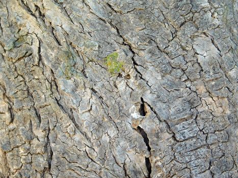 tree trunk texture