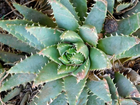 spiny plants