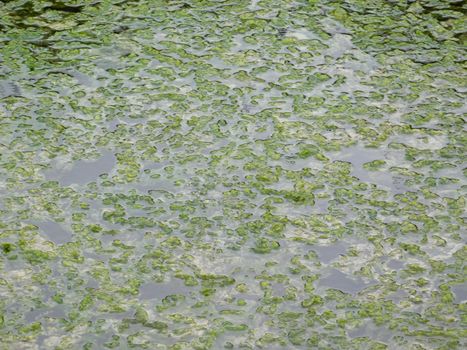 algae texture