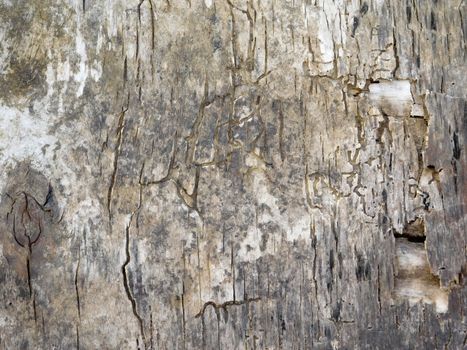 wood texture