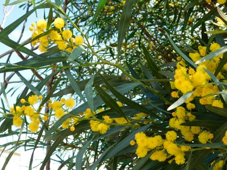 flowers