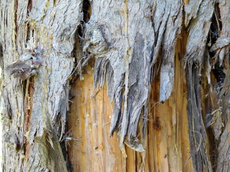 tree trunk texture