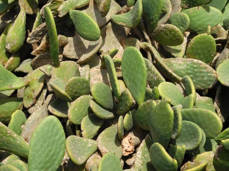 spiny plants