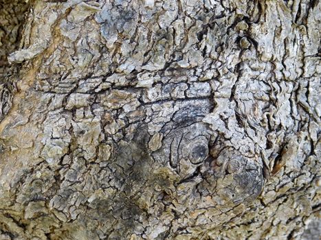 tree trunk texture