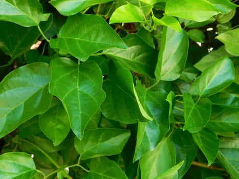 leaves