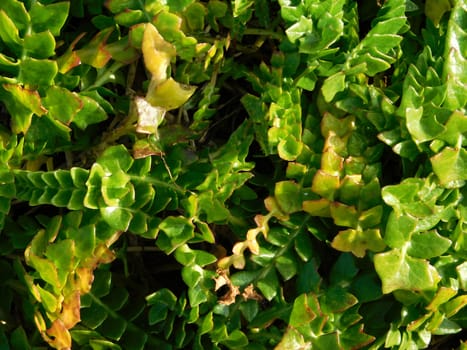 leaves