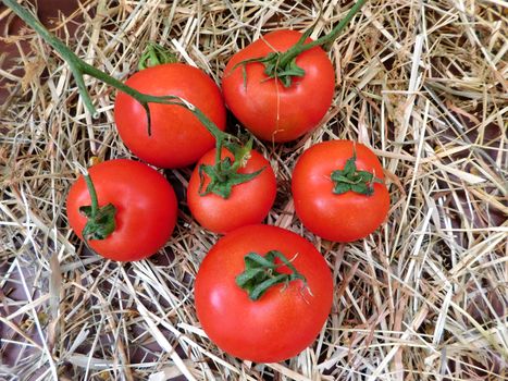 tomatoes