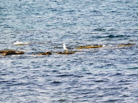 sea