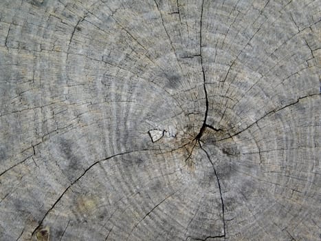 tree trunk texture