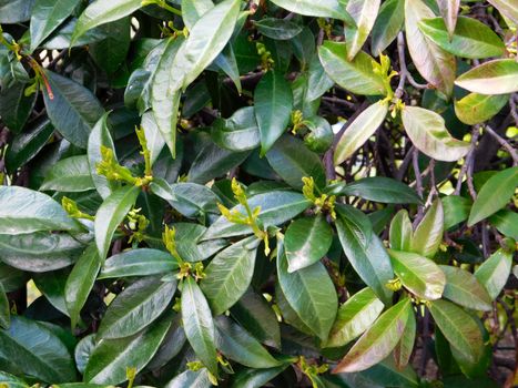 leaves