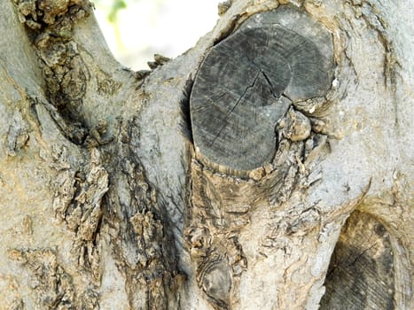 tree trunk texture