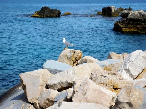 seagull
