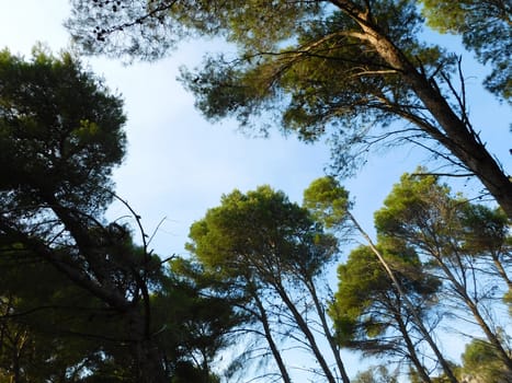 trees
