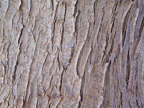 tree trunk texture