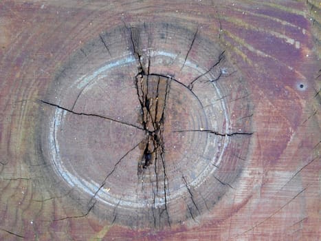 tree trunk texture
