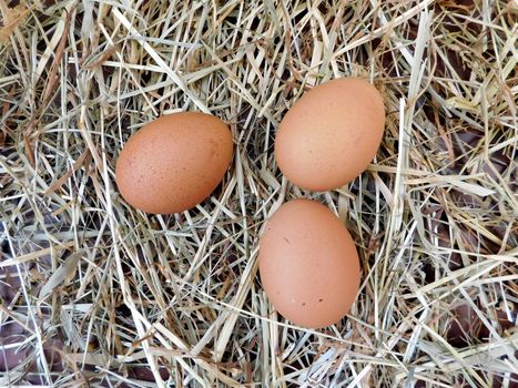 eggs