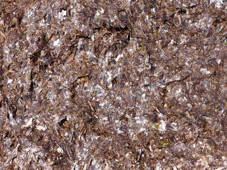 algae texture