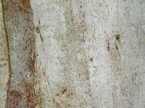 wood texture