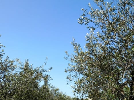trees
