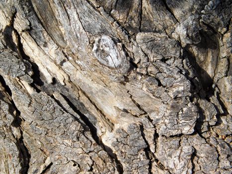 tree trunk texture