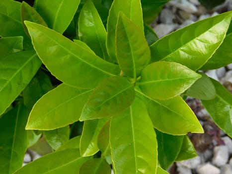 plants