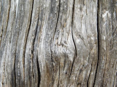 wood texture