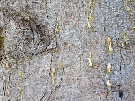 wood texture