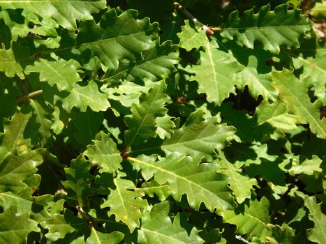 plants