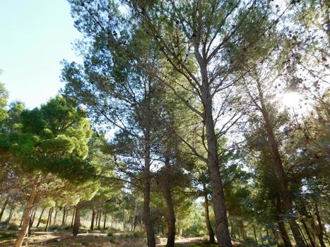 trees