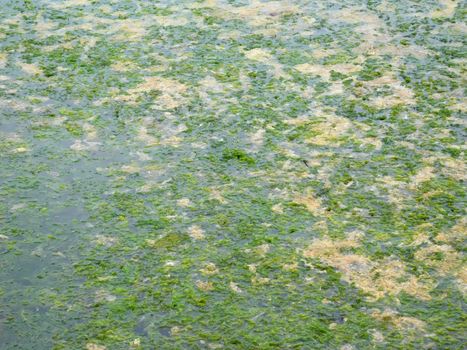 algae texture