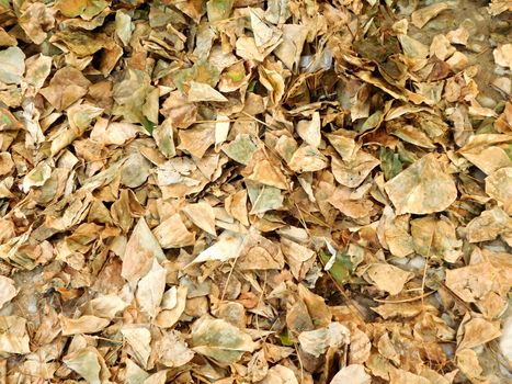 Dry leaves